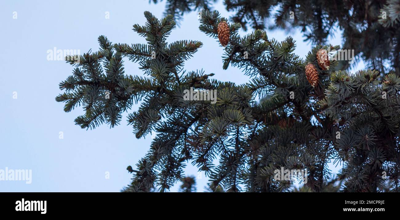 Fir cones on a branch and a set isolated background Stock Photo