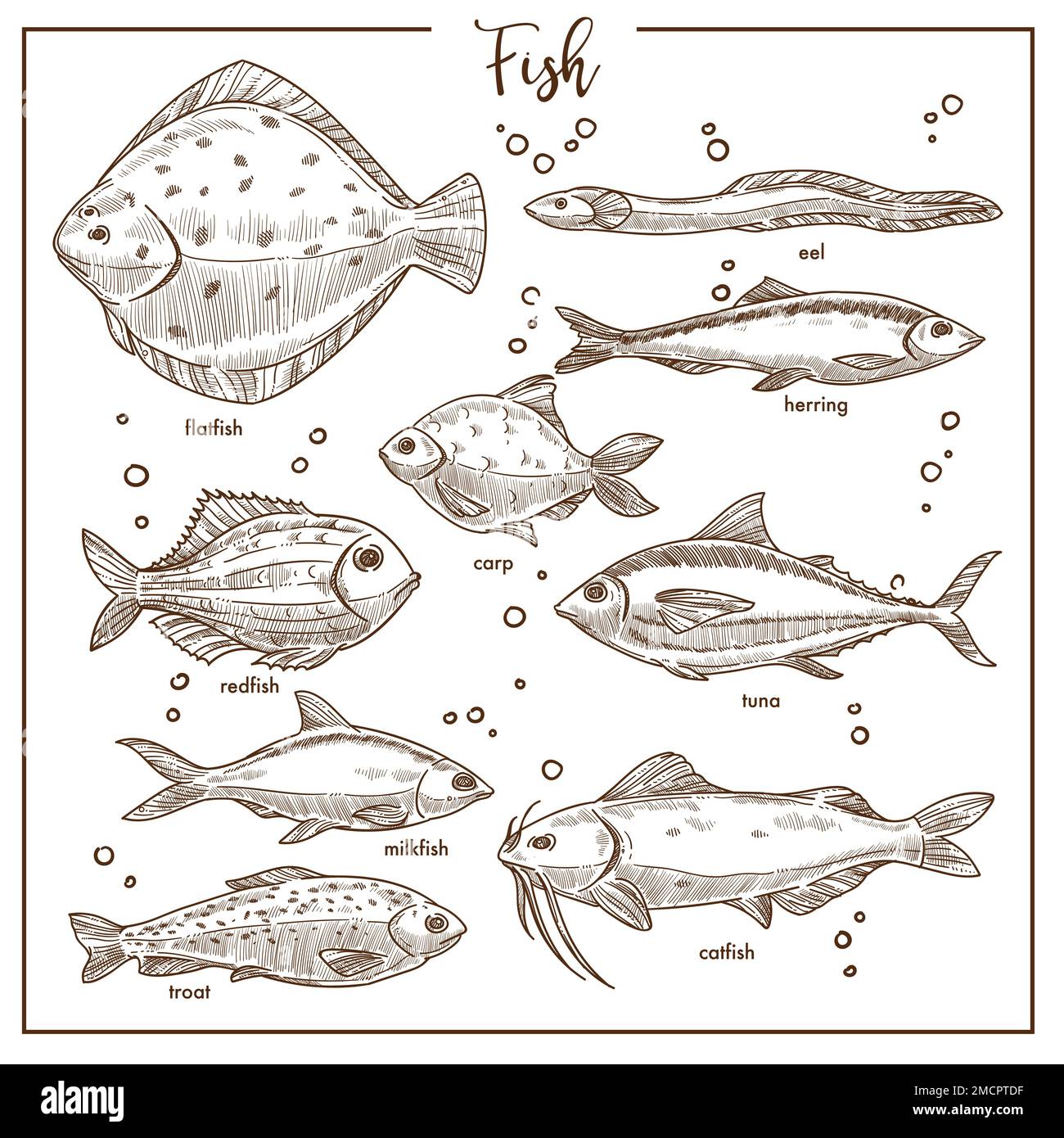 Fish seafood underwater animals species isolated sketches Stock Vector  Image & Art - Alamy