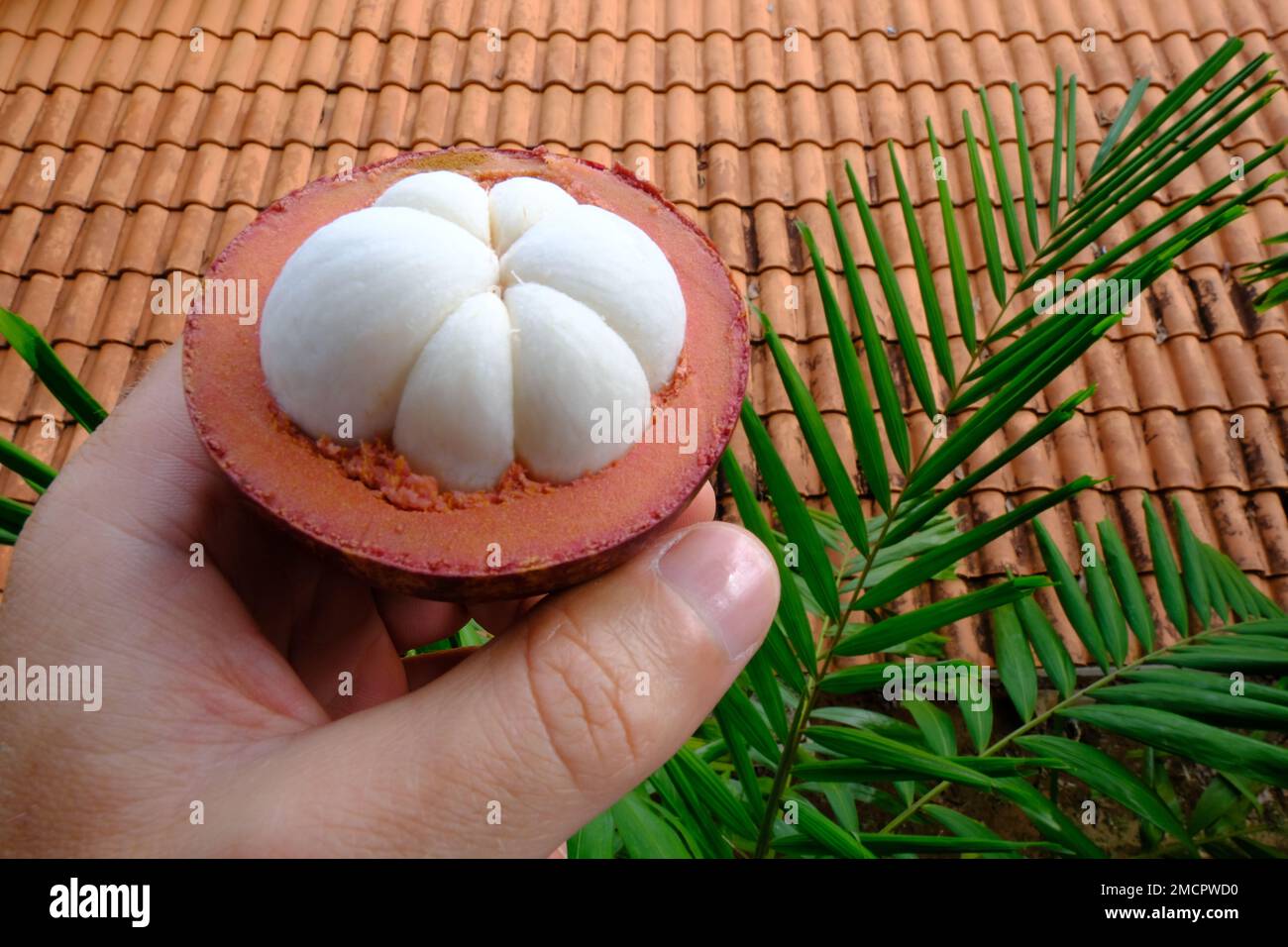 Indonesia Batam - Mangosteen - Garcinia mangostana Stock Photo