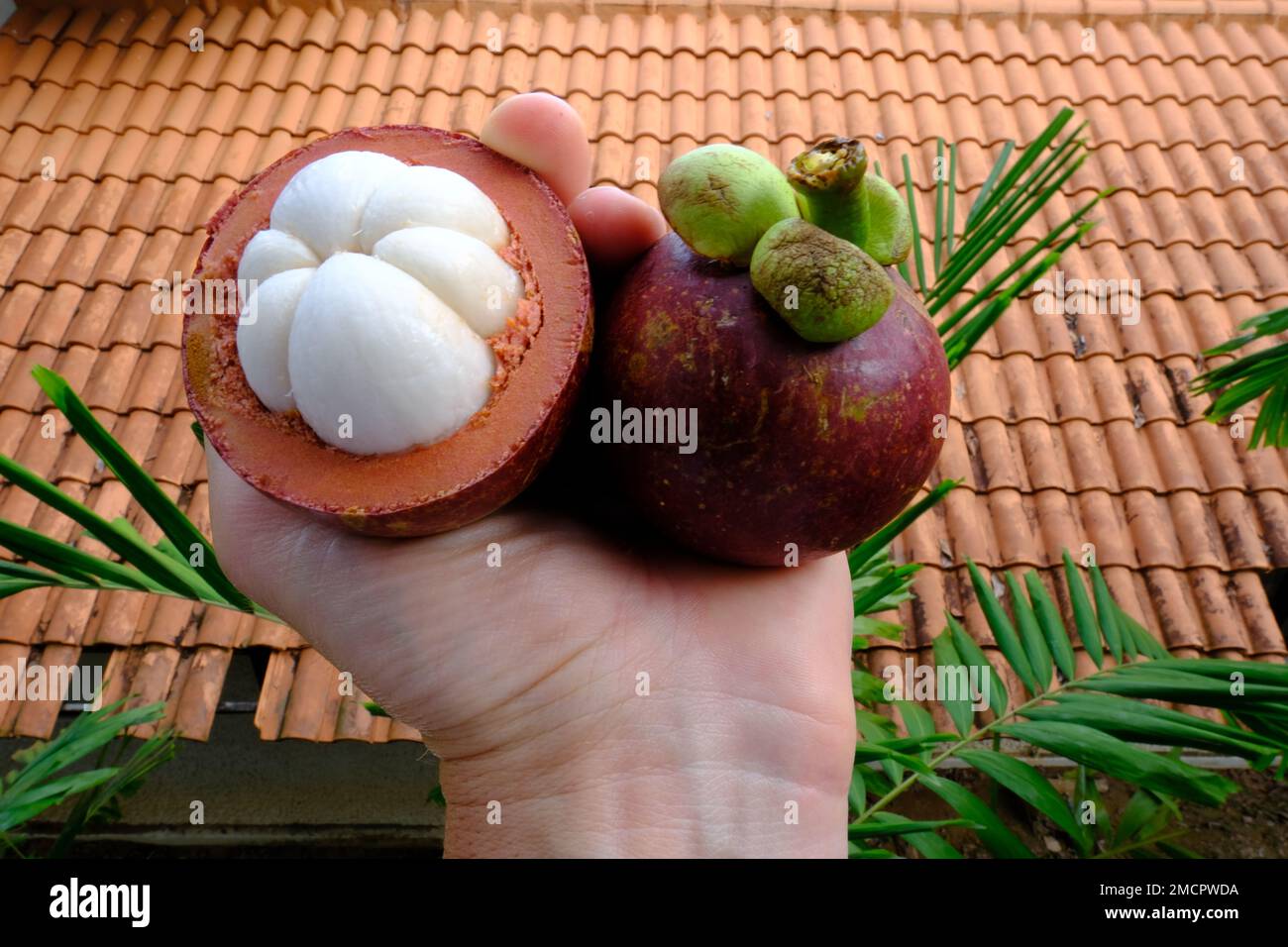 Indonesia Batam - Mangosteen - Garcinia mangostana Stock Photo
