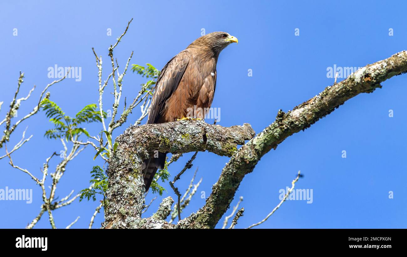 Bird yellow-billed  kite perched on tree branch in blue sky looking for prey. Stock Photo