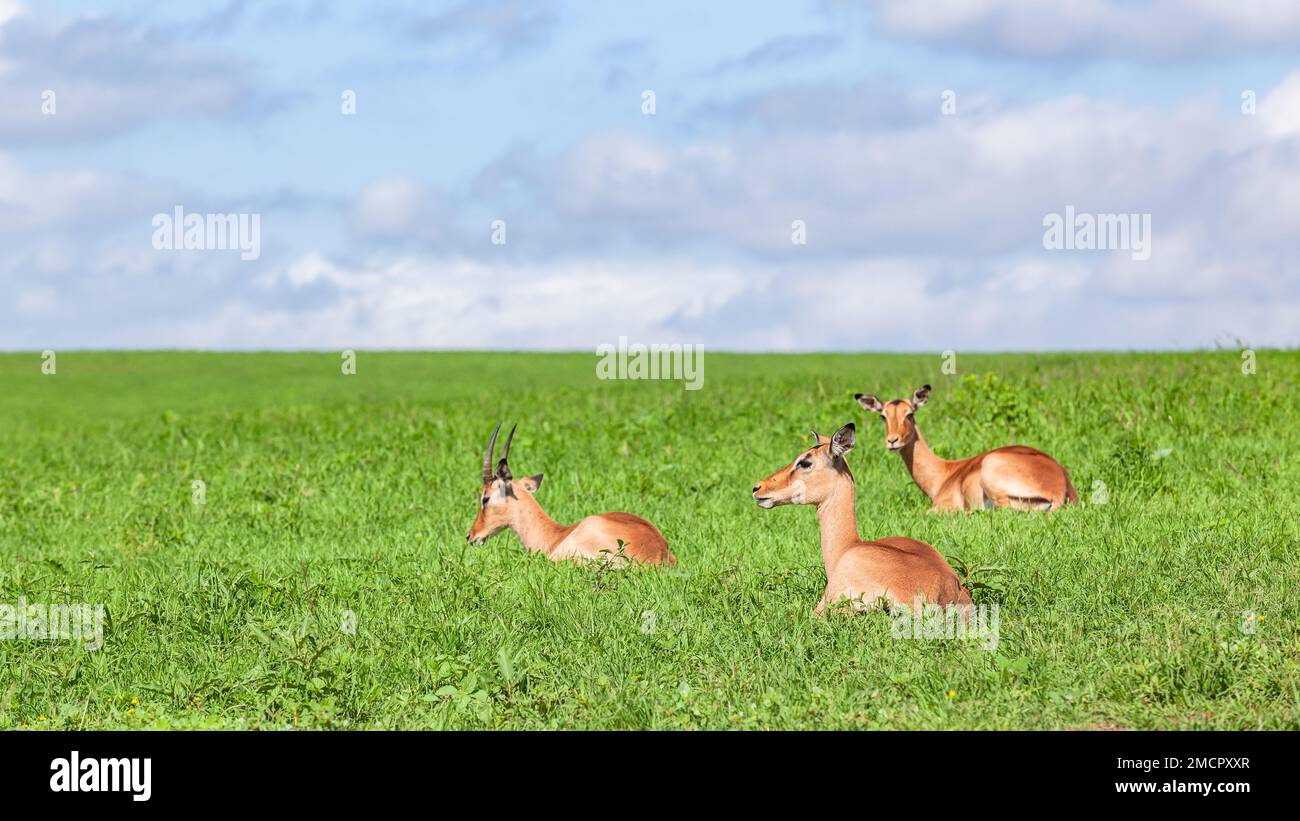 Wildlife young buck nyala antelope animals  resting on grass hill plateau in wilderness park reserve on a hot summers day alert for predators. Stock Photo