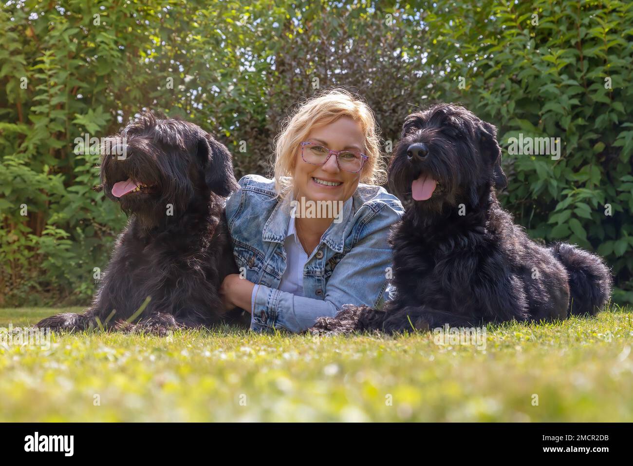 Woman dressed in a denim jacket is lying with two Big Schnauzer dogs outdoors. Horizontally. Stock Photo