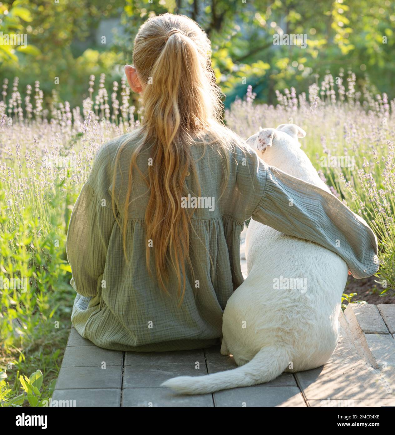 A little girl with a white dog sits and admires the lavender field. View from the back Stock Photo