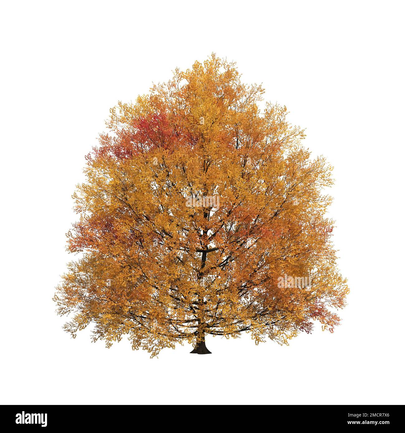 autumn tree isolated on white background, 3D illustration, cg render ...