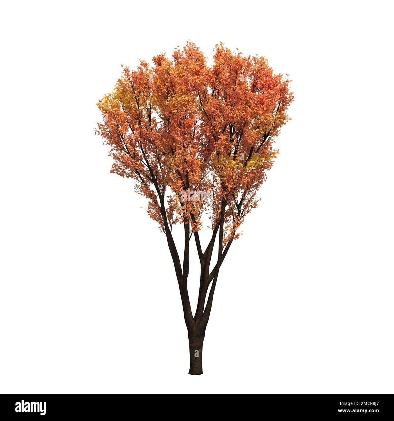 autumn tree isolated on white background, 3D illustration, cg render ...
