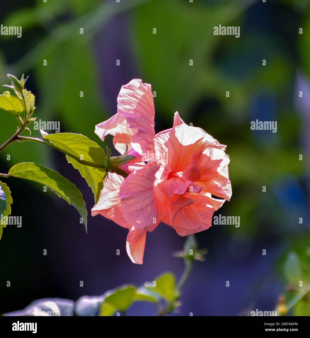 A pink jaba flower with it's branch Stock Photo