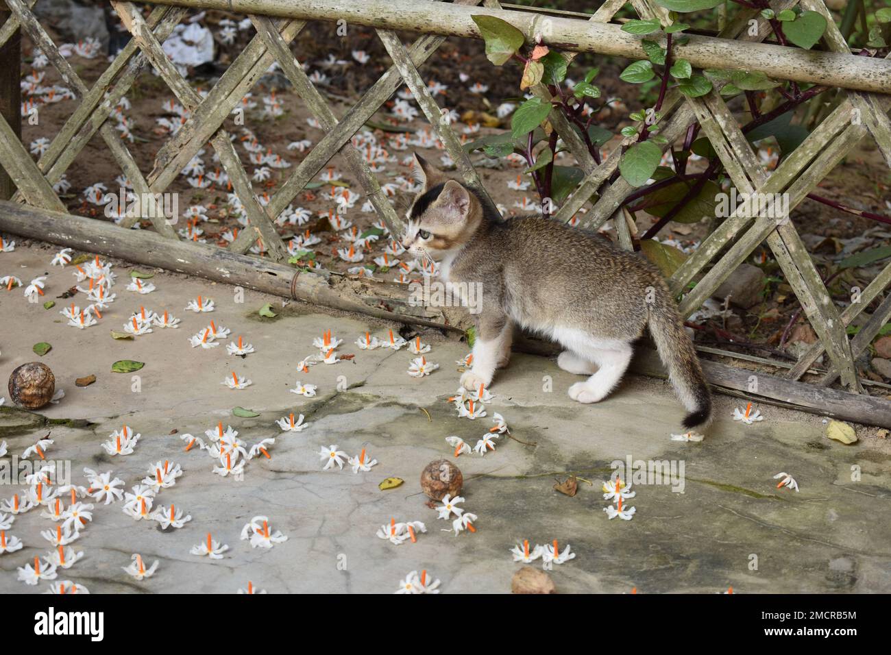 A small Indian kitten playing Stock Photo - Alamy