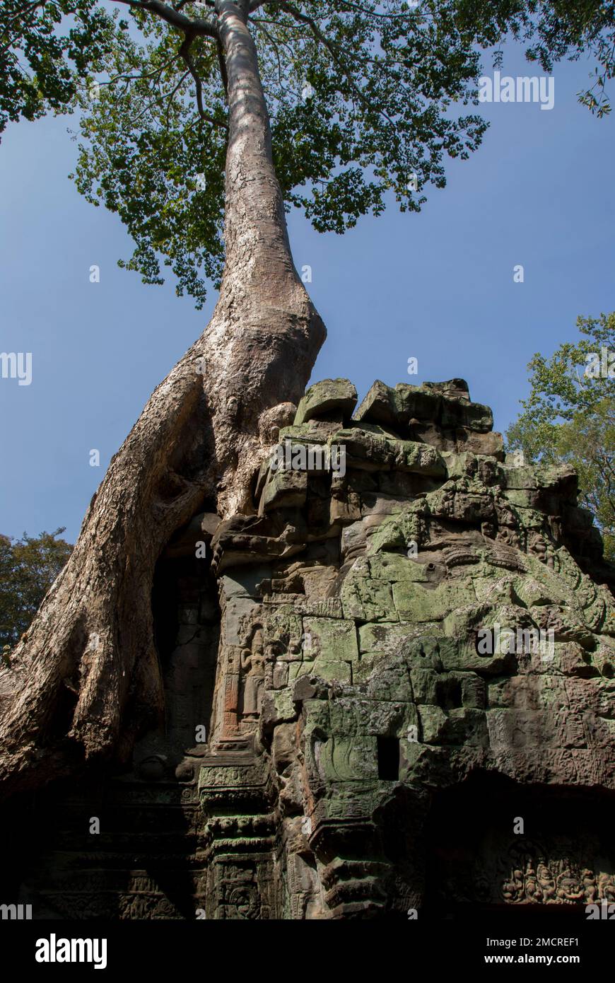 Strangler Fig Tree (Ficus gibbosa) roots on tower, Ta Prohm temple, Angkor complex, Siem Riep, Cambodia Stock Photo