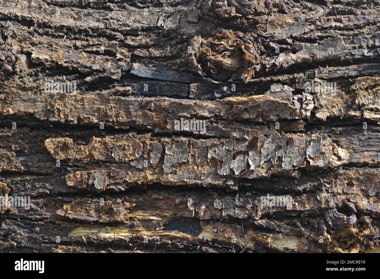 Old tree bark  brightly lit by the sun. Dirty greasy aspect. Industrial raw wood material. Natural backgrounds and patterns. Stock Photo