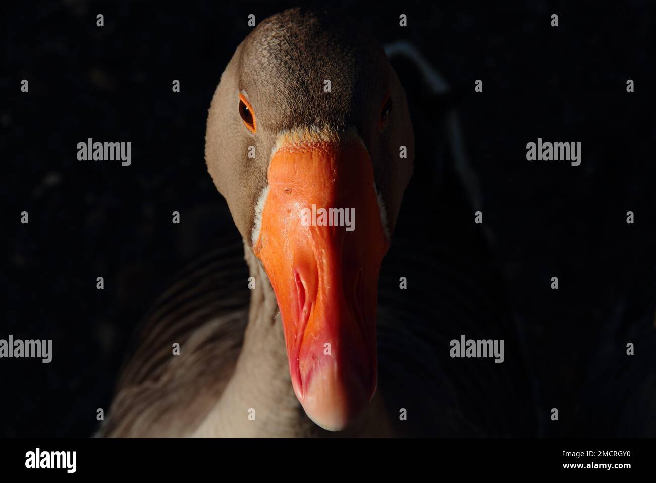 A portrait of a goose (Anser) half covered in shadow Stock Photo Alamy
