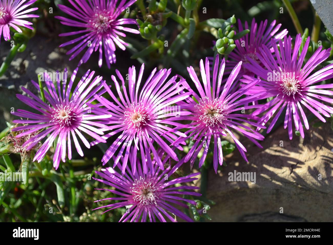 A group of beautiful purple flowers of delosperma cooperii cactus plant brightly lit by the sun. Ice plants. Purple flowers. Stock Photo