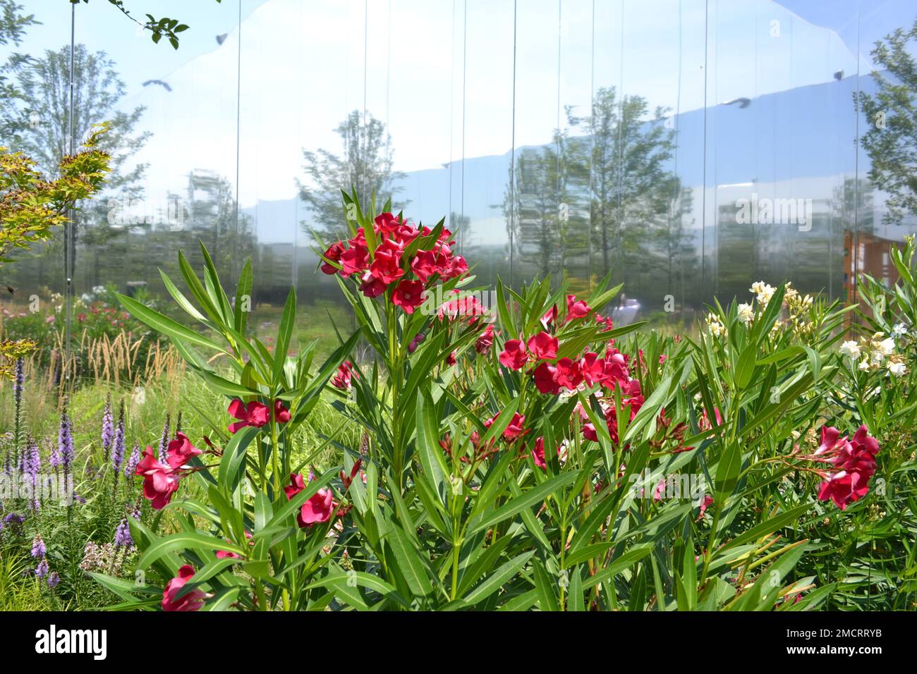 Polish Pavilion Milan Expo 2015. Phododendron leaves with red flowers. Mirrors as tall, giant and large as garden walls extend the vision. Stock Photo