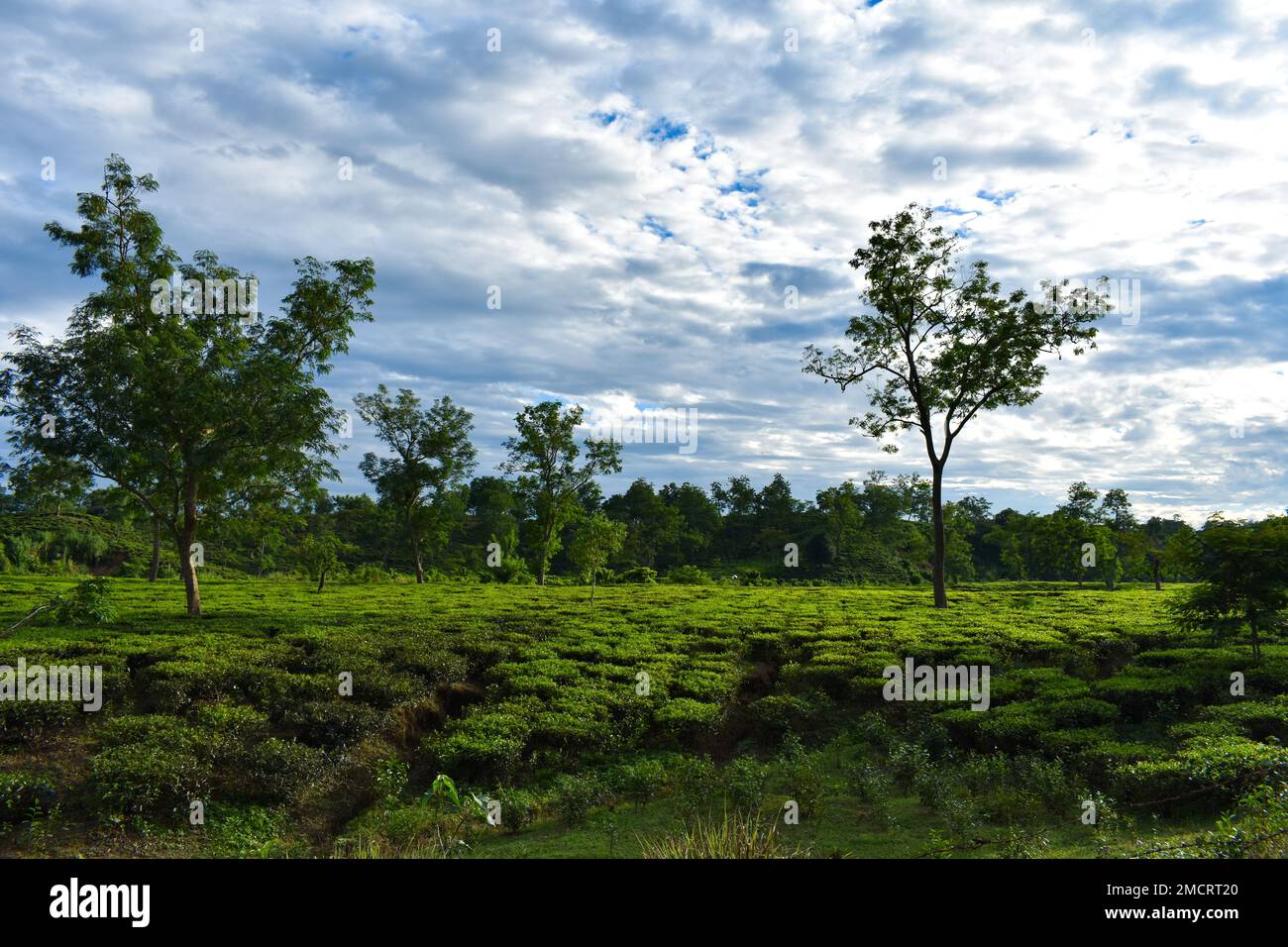 A tea garden in India Stock Photo Alamy