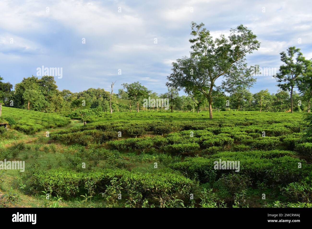 A tea garden in India Stock Photo - Alamy