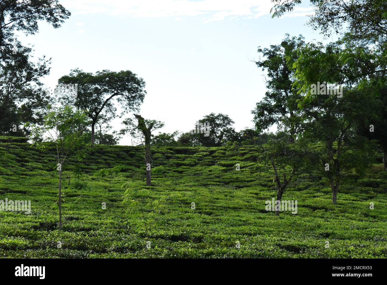A tea garden in India Stock Photo - Alamy