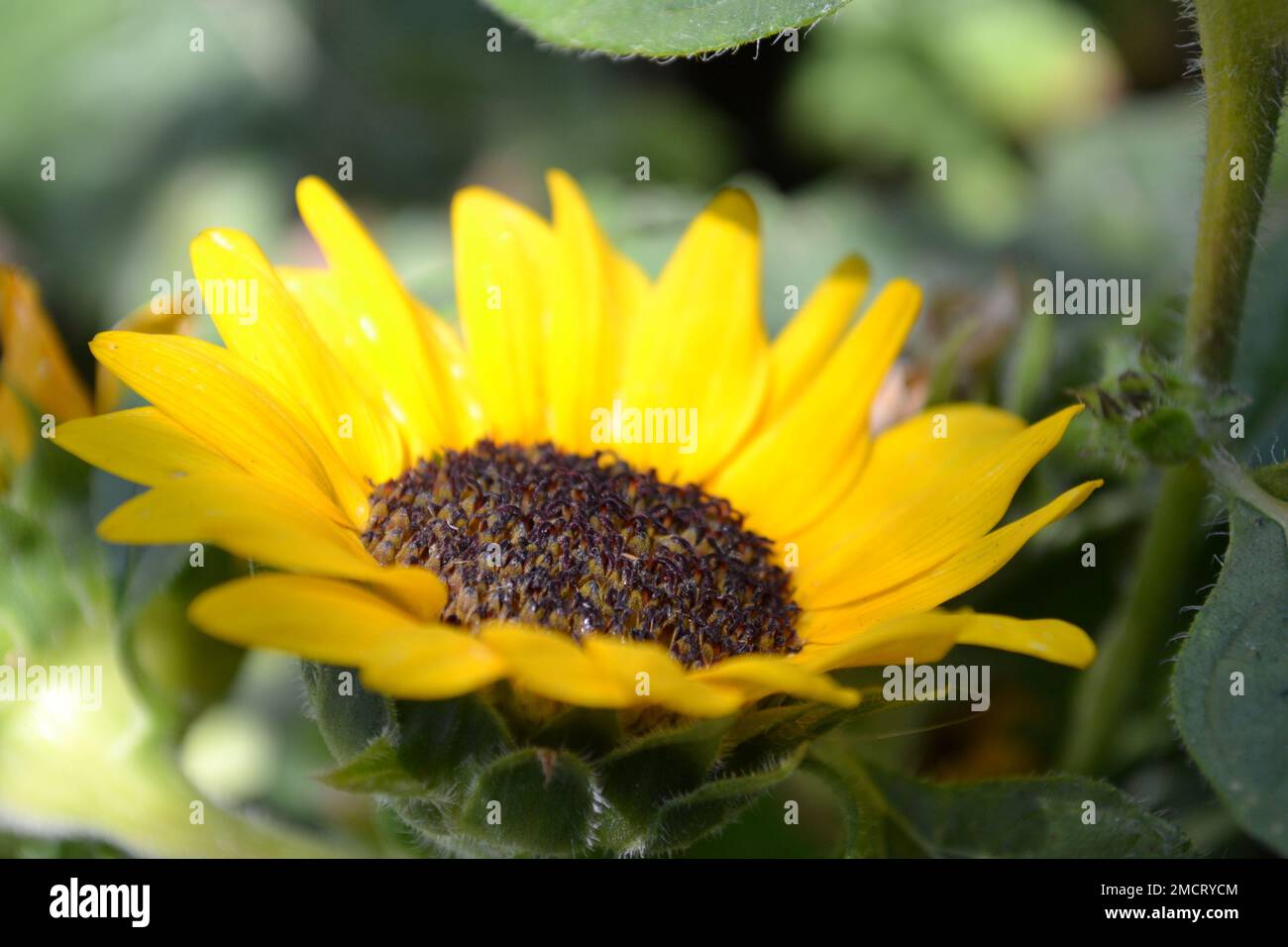 Beautiful yellow sunflower head under bright sunlight. Close-up view. Stock Photo