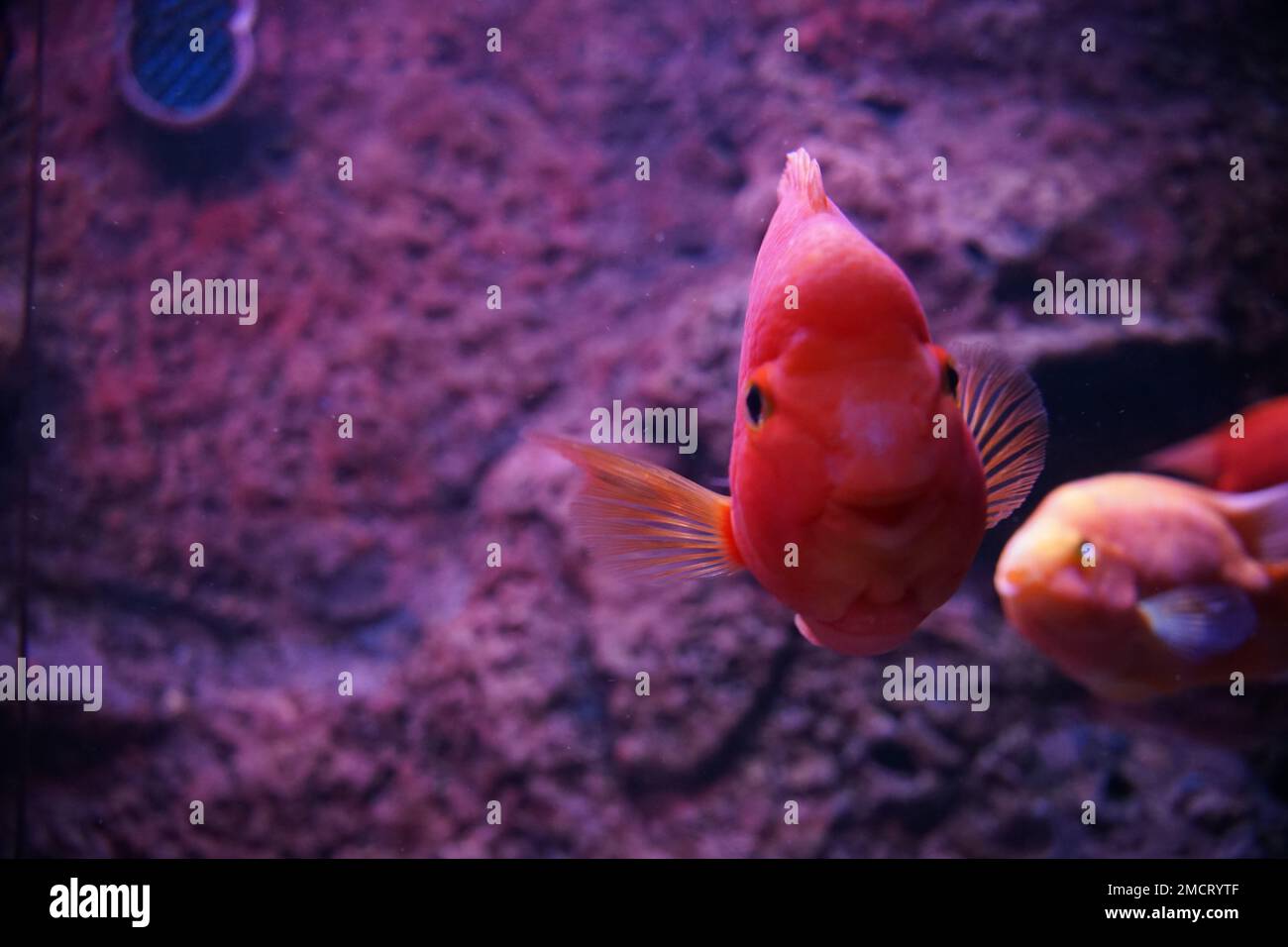 A closeup shot of an orange Blood-red Parrot Cichlid fish in an aquarium Stock Photo