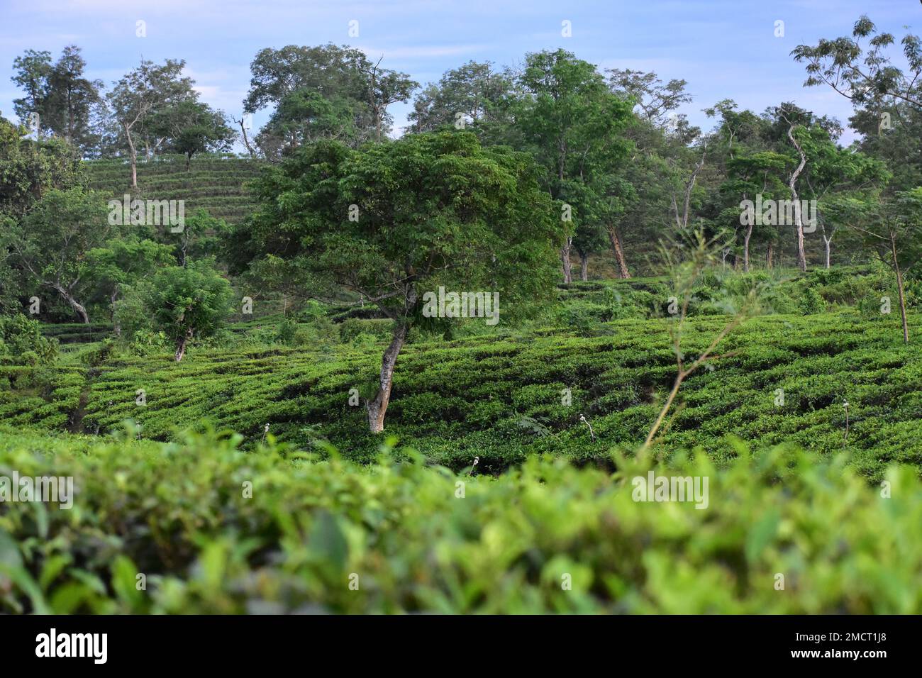 A tea garden in India Stock Photo - Alamy