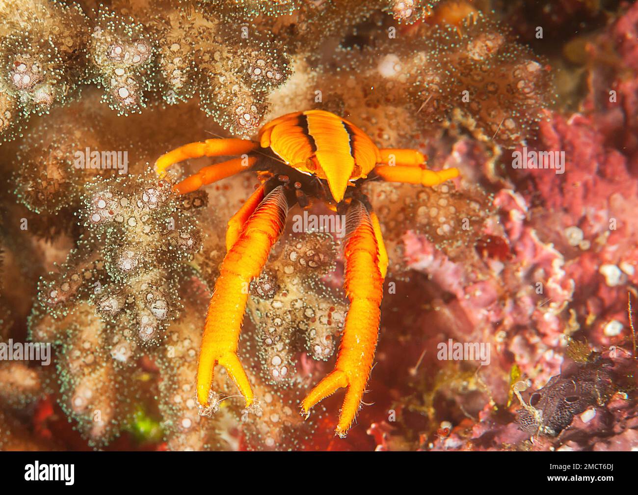 Coral reef crab underwater hi-res stock photography and images - Alamy