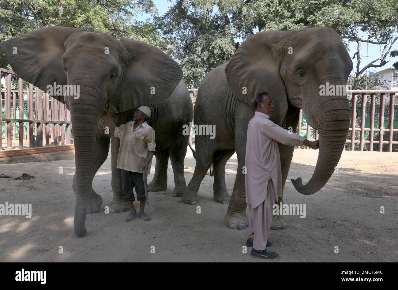 pakistani-zookeepers-take-care-of-elephants-which-were-examined-by