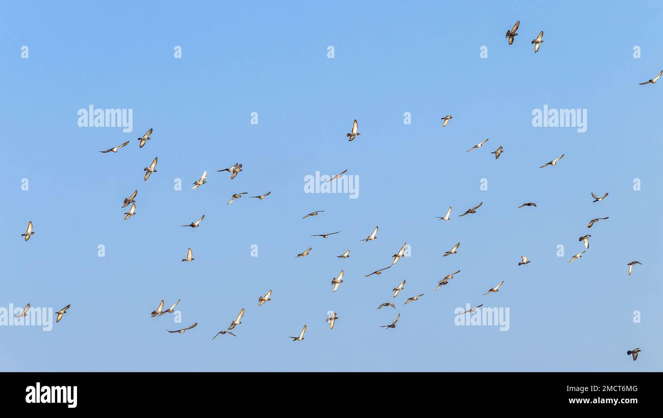 Birds Laughing Doves pigeons large flock flying blue sky. Stock Photo