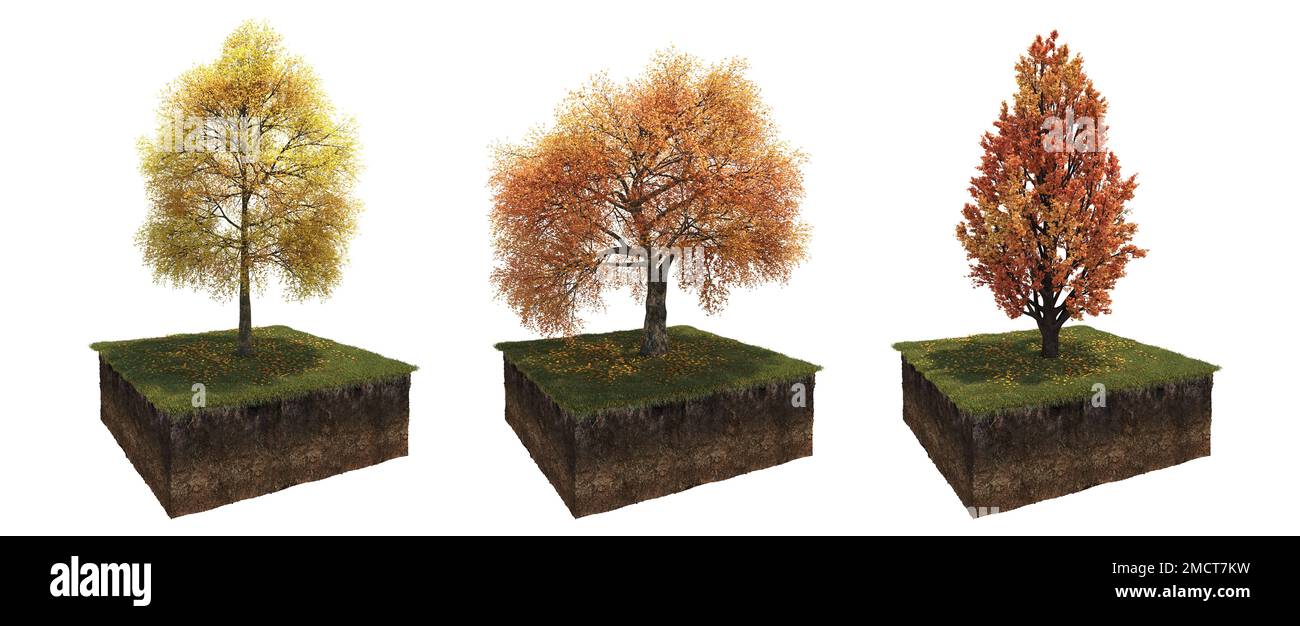 Autumn tree and soil cut under it. Isolated garden element, 3D illustration, cg render Stock Photo