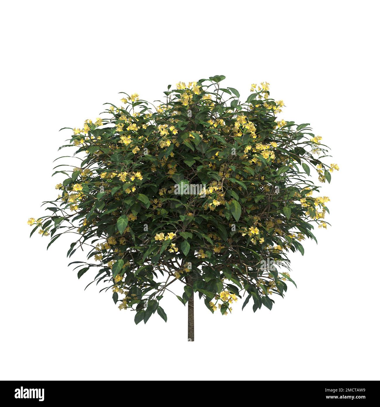 big tree, isolated on white background, 3D illustration, cg render ...