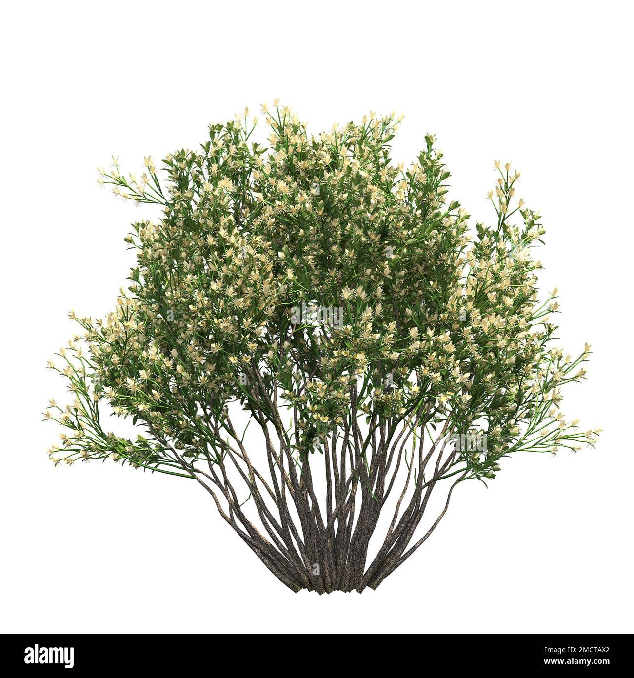 big tree, isolated on white background, 3D illustration, cg render ...