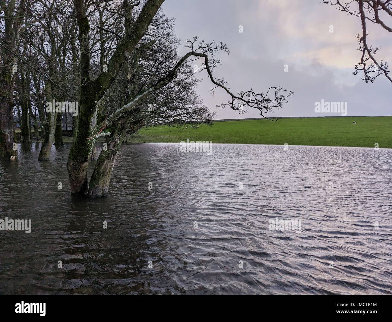 Trees standing in a seriously flooded farmers field during recent very ...