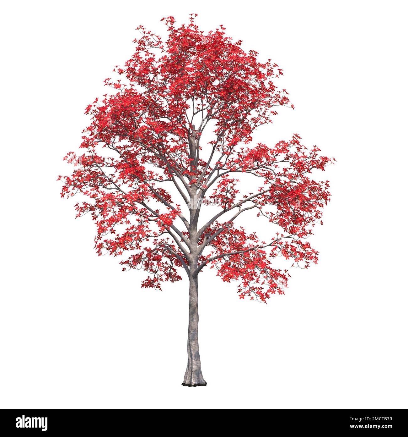 big tree, isolated on white background, 3D illustration, cg render ...