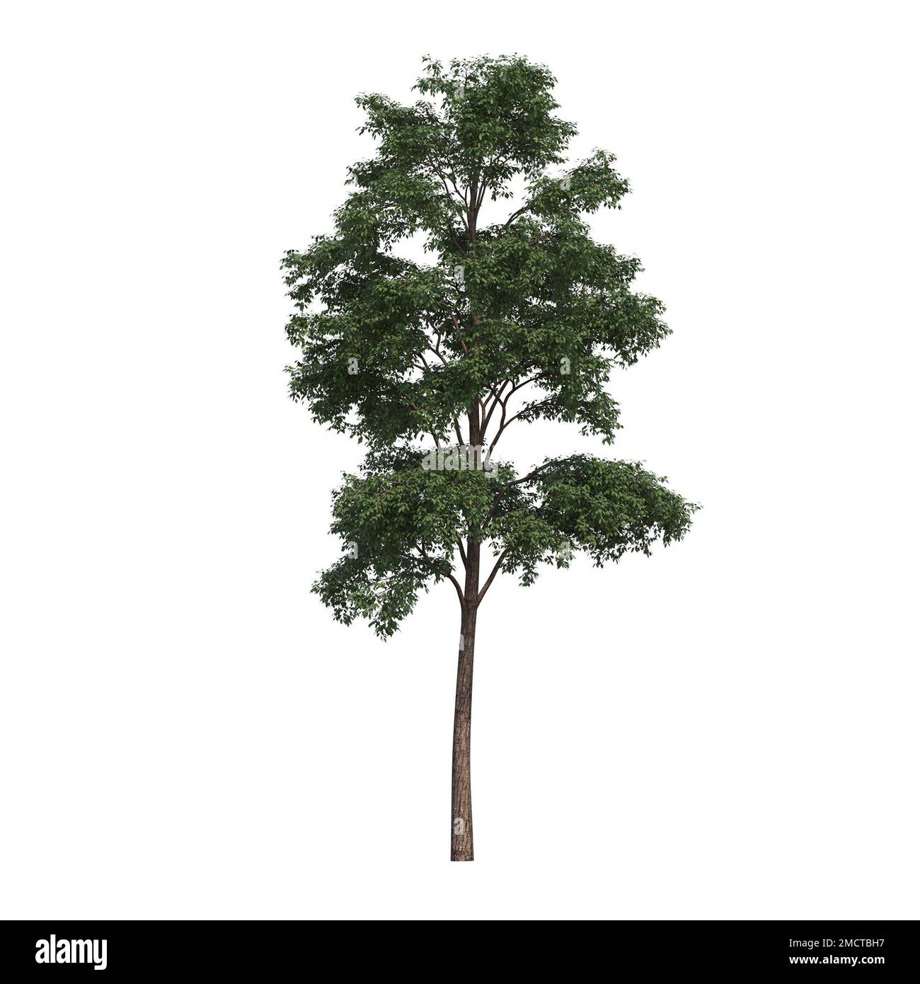 big tree, isolated on white background, 3D illustration, cg render ...