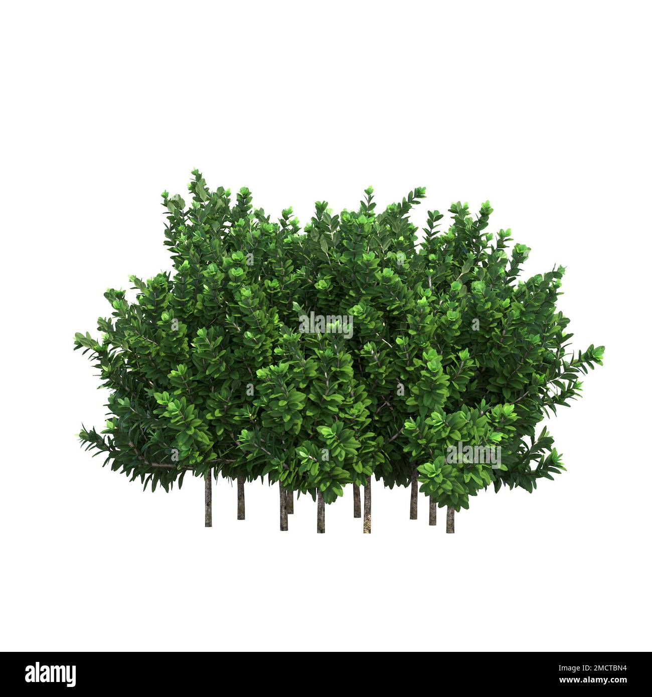 big tree, isolated on white background, 3D illustration, cg render ...