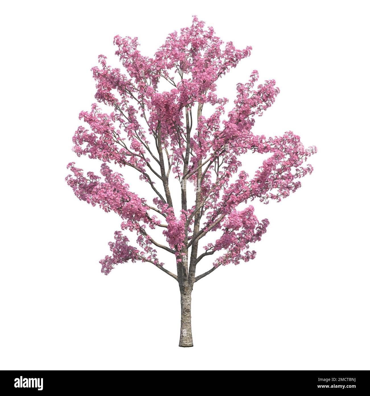 big tree, isolated on white background, 3D illustration, cg render ...