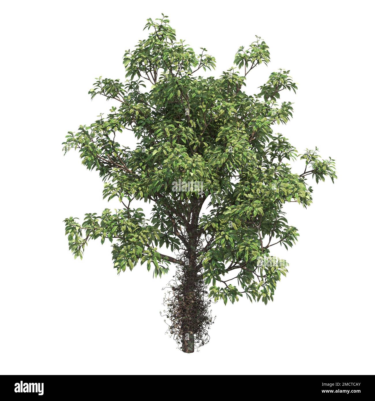 big tree, isolated on white background, 3D illustration, cg render ...