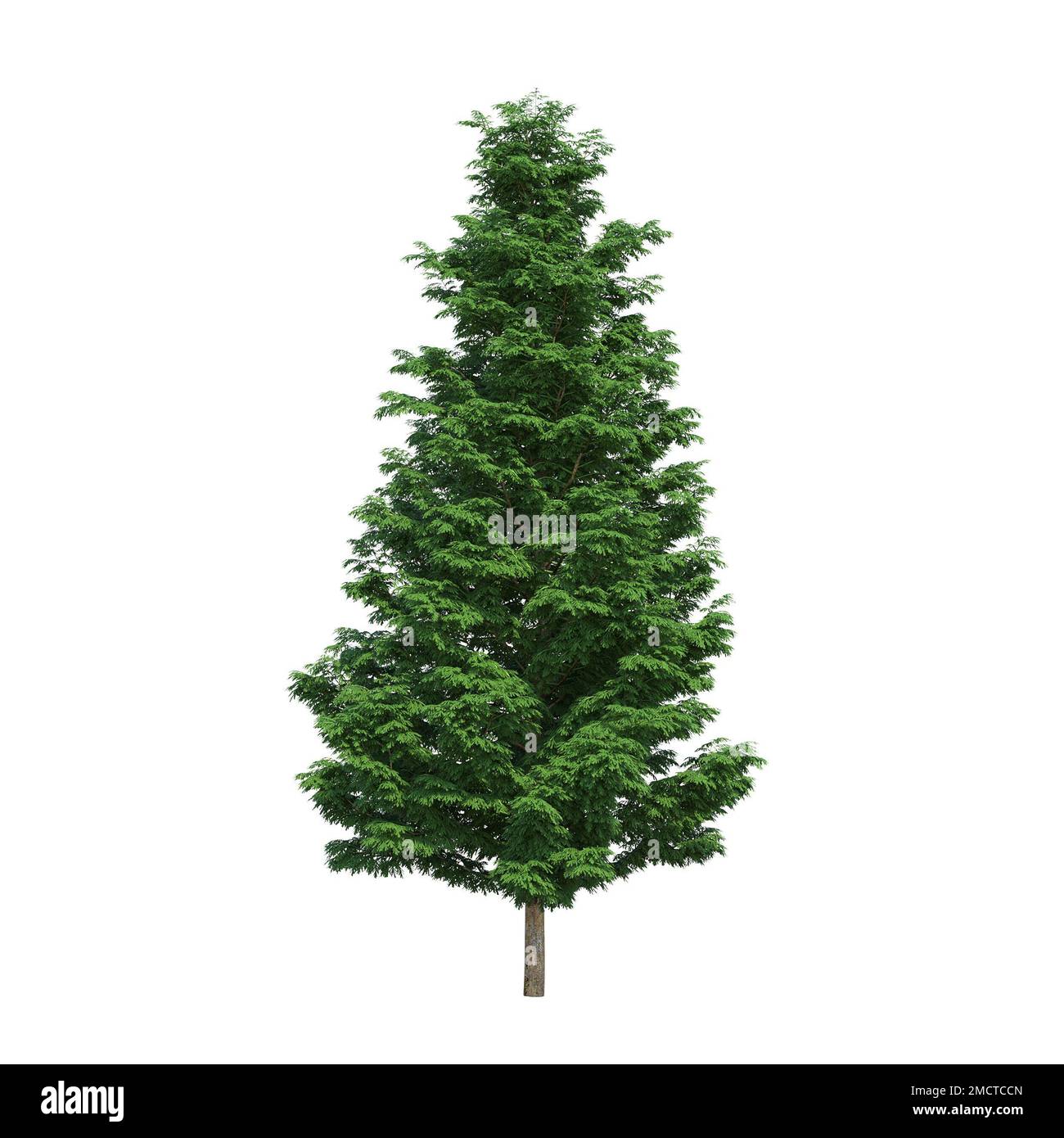 big tree, isolated on white background, 3D illustration, cg render ...