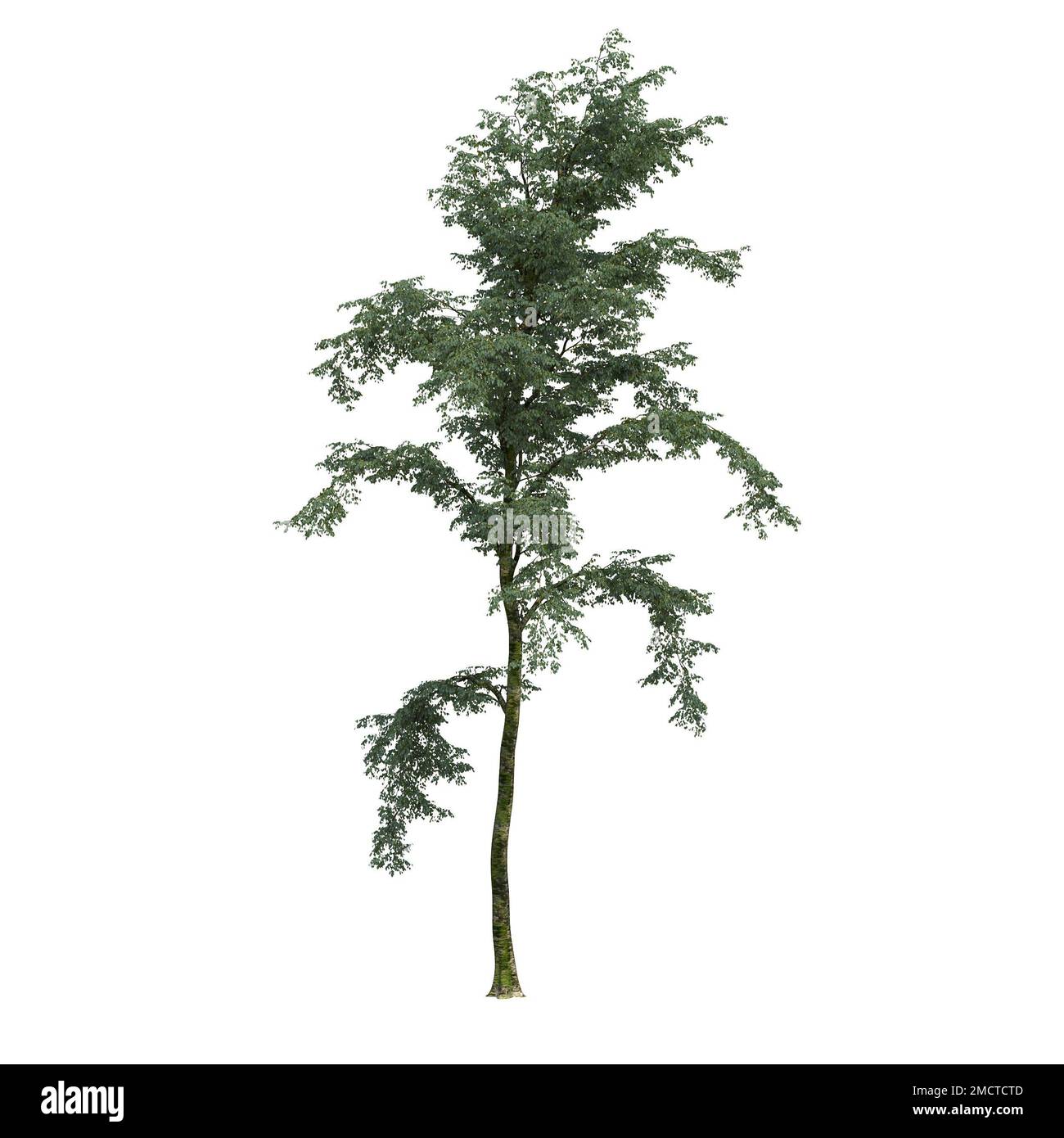big tree, isolated on white background, 3D illustration, cg render ...
