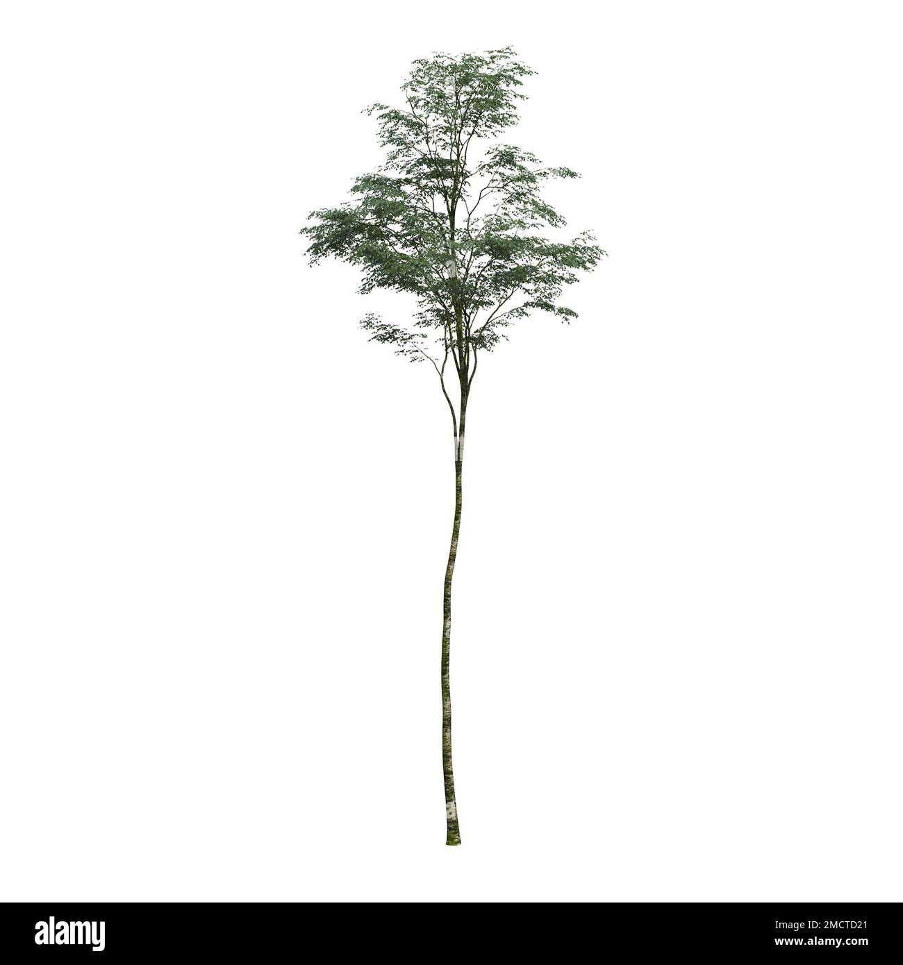 big tree, isolated on white background, 3D illustration, cg render ...