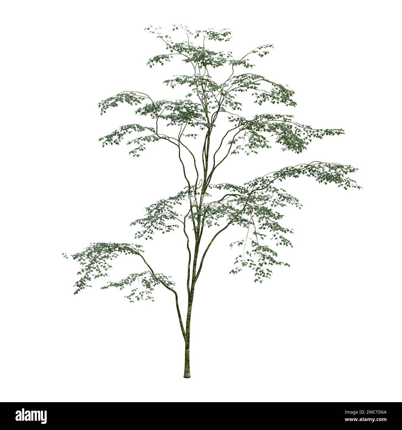 big tree, isolated on white background, 3D illustration, cg render ...