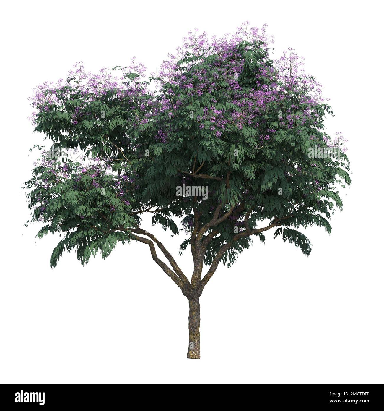 big tree, isolated on white background, 3D illustration, cg render ...