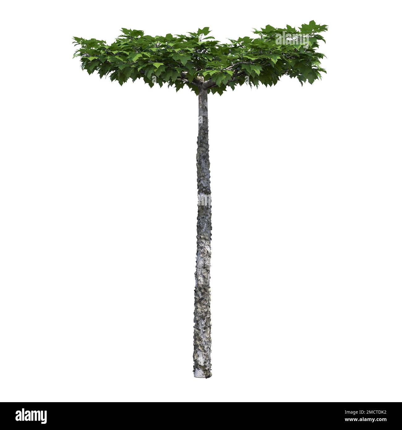 big tree, isolated on white background, 3D illustration, cg render ...