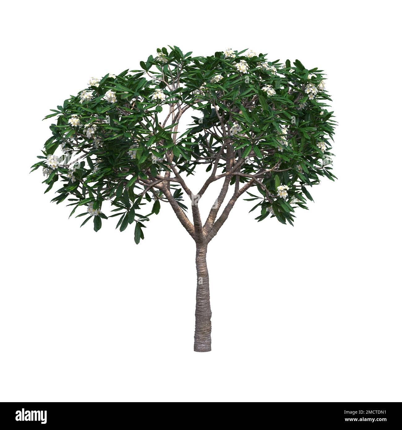 big tree, isolated on white background, 3D illustration, cg render ...