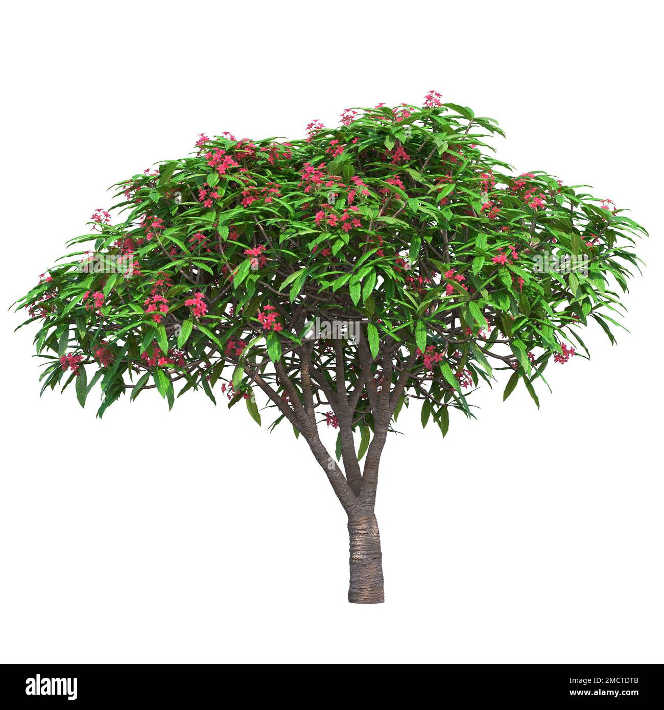big tree, isolated on white background, 3D illustration, cg render ...