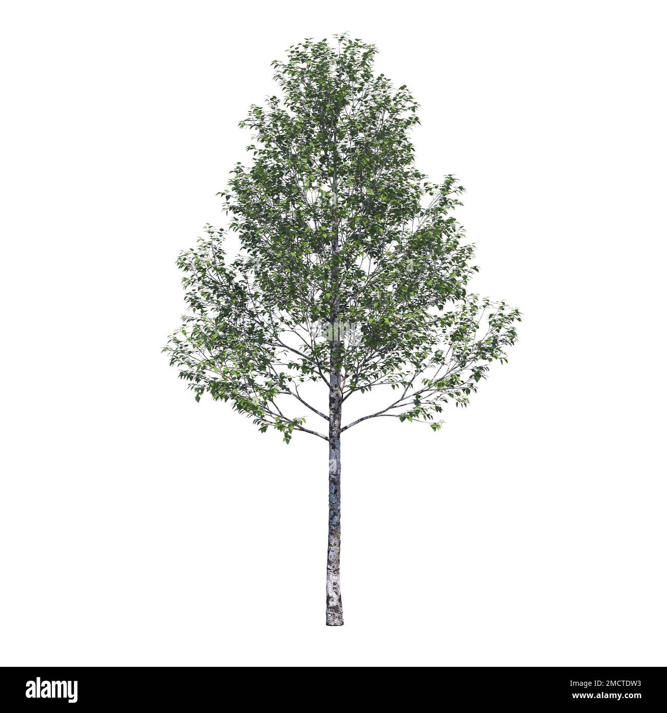 big tree, isolated on white background, 3D illustration, cg render ...