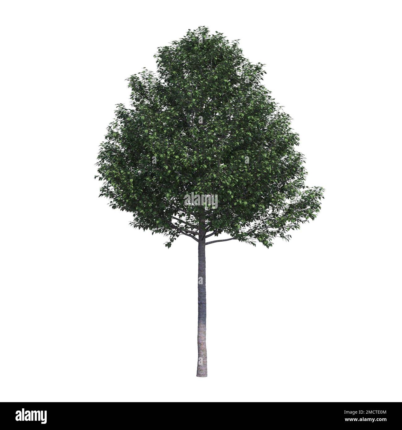 big tree, isolated on white background, 3D illustration, cg render ...