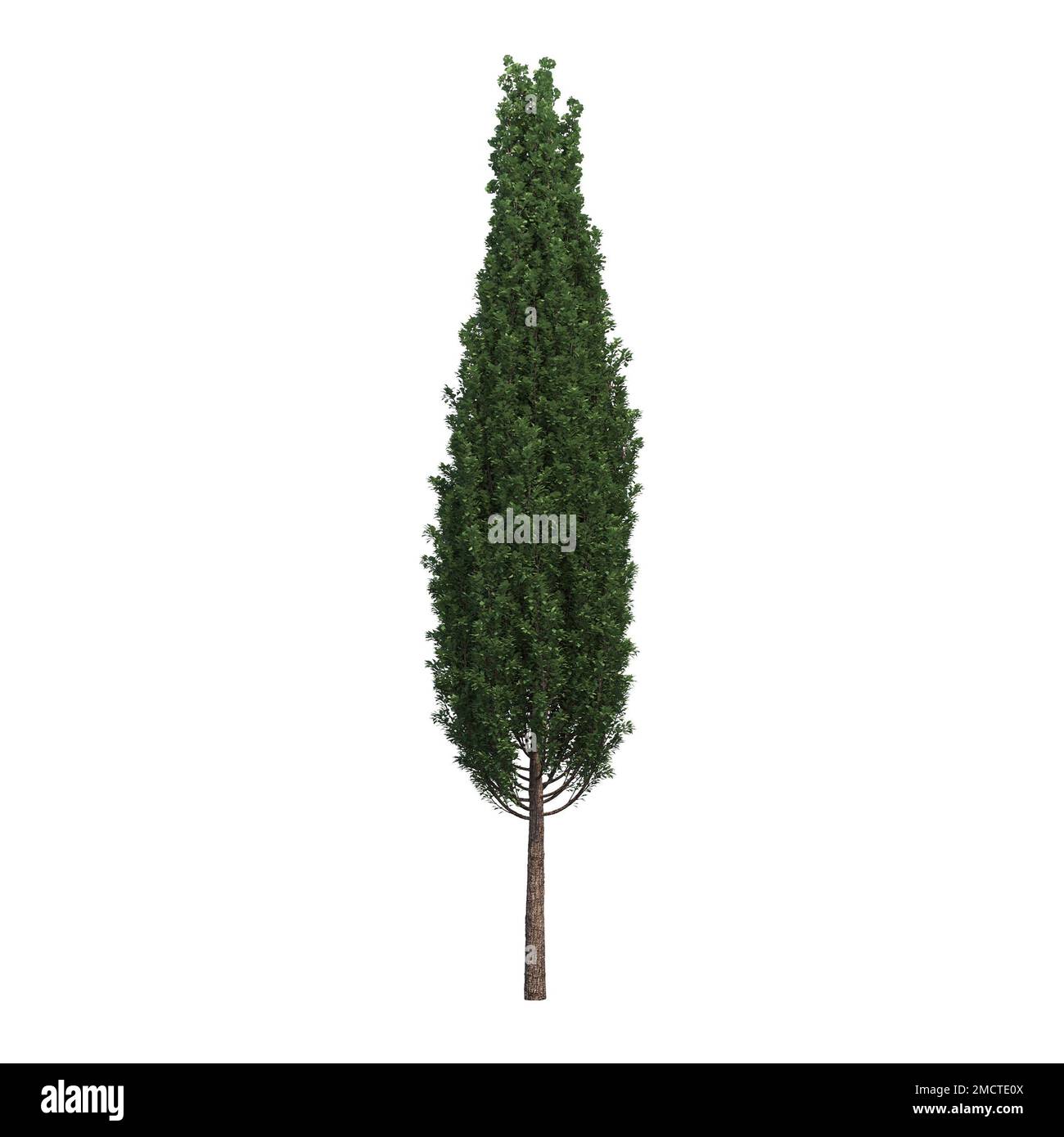 big tree, isolated on white background, 3D illustration, cg render ...