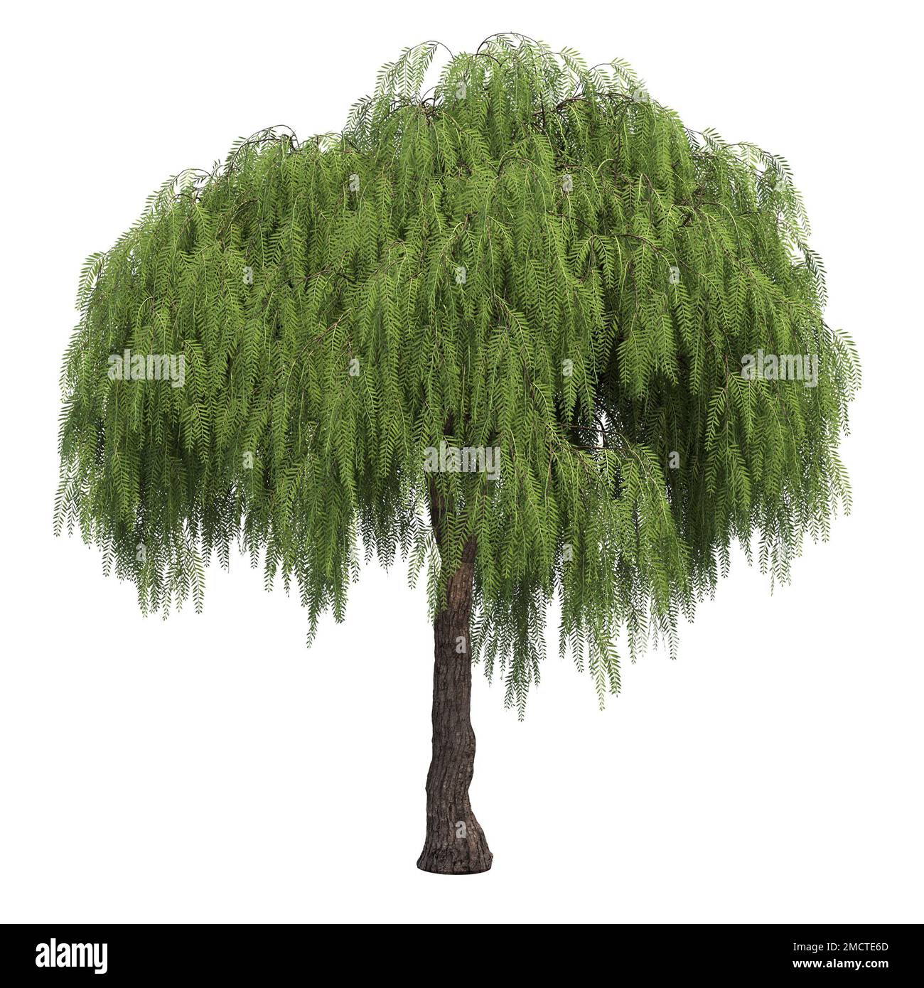 big tree, isolated on white background, 3D illustration, cg render ...