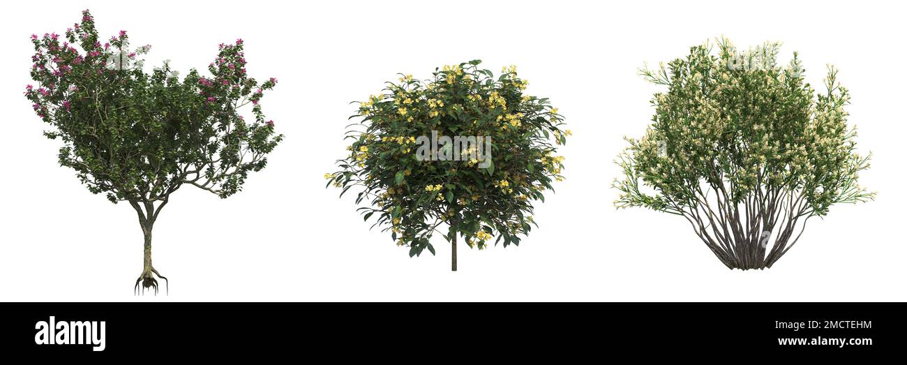 big tree, isolated on white background, 3D illustration, cg render ...