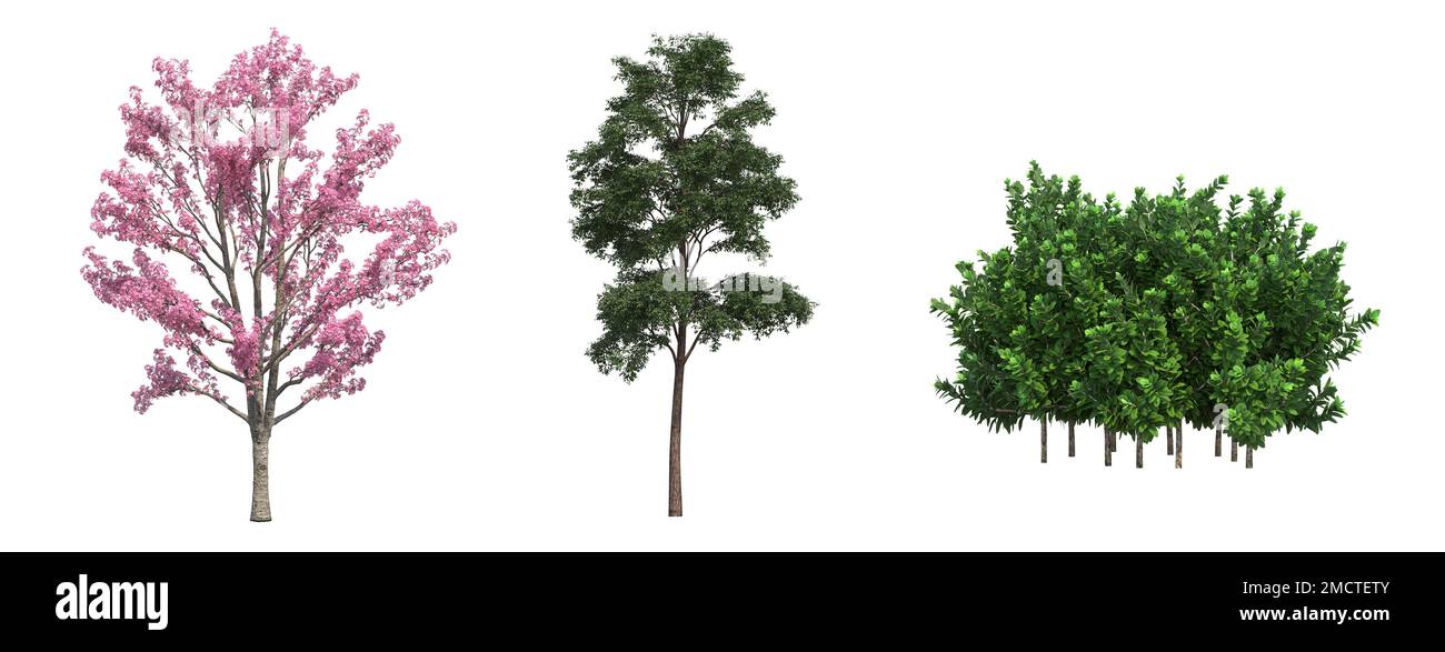 big tree, isolated on white background, 3D illustration, cg render ...