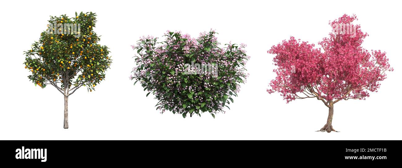 big tree, isolated on white background, 3D illustration, cg render ...